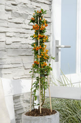 Buisson ardent Orange Glow - Pyracantha - H 65 cm, pot Ø15 cm