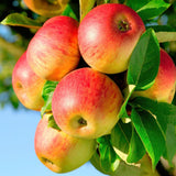 Pommier Jonagold - Malus domestica - H 90 cm, pot Ø21 cm