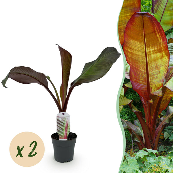 Bananier d'Abyssinie rouge Maurelii - Ensete ventricosum - 2 plants