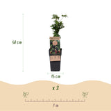 Mûrier sans épines Thornless Evergreen - Ronce laciniée - H 50 cm, pot Ø15 cm