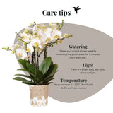 Orchidée Phalaenopsis blanche Blossom Lausanne avec cache-pot Horizon blanc
