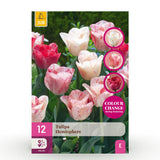 Tulipe Hemisphere en mélange - calibre 11/12