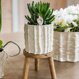 Orchidée Phalaenopsis blanche Mineral Gibraltar et 2 succulentes - coffret Oyster