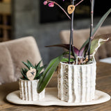 Orchidée Phalaenopsis blanche Mineral Gibraltar et succulente - coffret Oyster