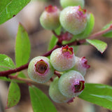 Myrtillier Pink Lemonade - Myrtille rose - H 50 cm, pot Ø15 cm