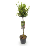 Fusain Emerald Gaiety sur tige - Euonymus fortunei - H 90 cm, pot Ø19 cm