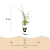 Érable du Japon Sangokaku - H 90 cm, pot Ø26 cm