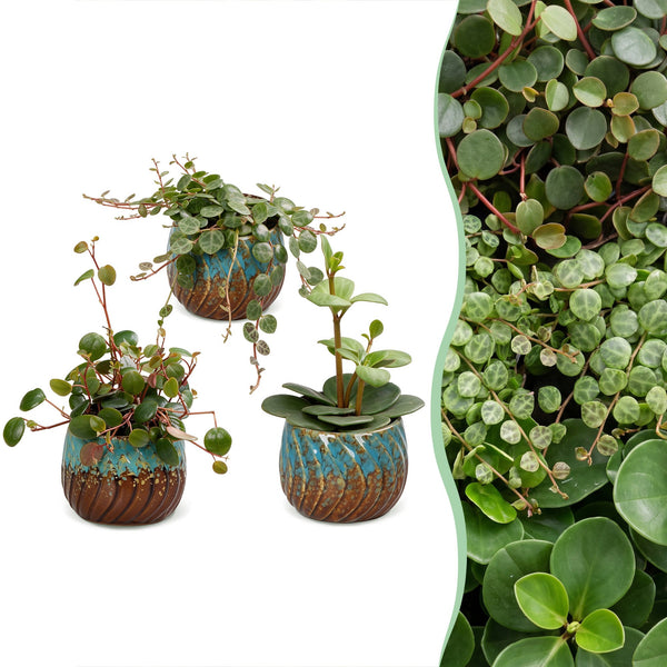 Baby Peperomia avec cache-pots cuivre - Hope, Pepperspot et prostrata - lot de 3