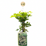 Clématite des haies - Clematis vitalba - H 35 cm, pot Ø9 cm - photo 2