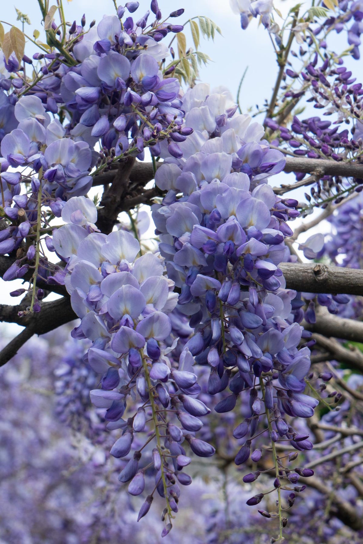 Glycines de Chine Prolific - Wisteria sinensis - 2 plants - H 65 cm, pot Ø15 cm