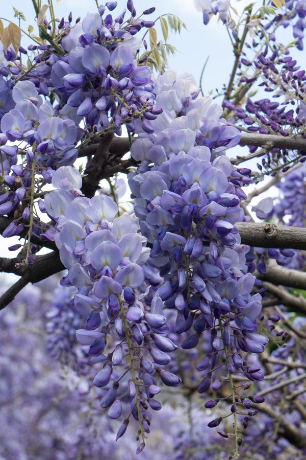 Glycines de Chine Prolific - Wisteria sinensis - 2 plants