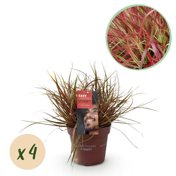 Uncinia Everflame - 4 plants
