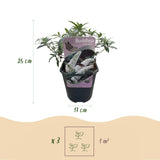 Arbre aux papillons White Profusion - Buddleja davidii - H 25 cm, pot Ø17 cm