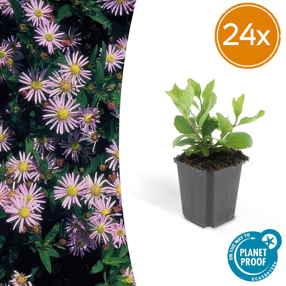 Aster ageratoides Asran en godet - Aster bleu lilas - H 10-25 cm, pot Ø9 cm - photo 7