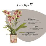 Orchidée Phalaenopsis jaune orangé Mineral Grosseto et 2 succulentes - coffret Flare vert - pot Ø9 cm