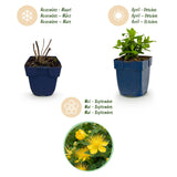 Millepertuis couvre-sol - H 15-25 cm, pot Ø11 cm