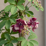 Akébie à cinq feuilles - lot de 2 plants - pot Ø9 cm