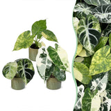Baby Alocasia Tricolour Variegata avec cache-pots Linnea olive - lot de 3 mini plantes