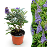 Buddleia Butterfly Candy Little Lila - H 20-25 cm, pot Ø12 cm