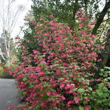 Groseillier à fleurs King Edward VII - Ribes sanguineum