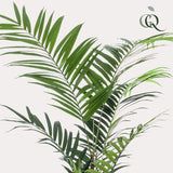 Kentia plante artificielle
