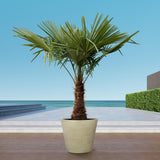 Trachycarpus - 235cm- Ø45