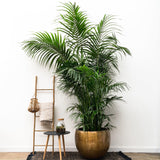 Kentia Palm XXL - 260cm - ø35
