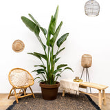 Strelitzia Augusta multi-tronc