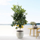 Citrus Lemon - 200cm - ø40