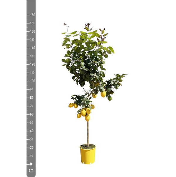 Citronnier (Citrus Limon) 'Citrus Limon'