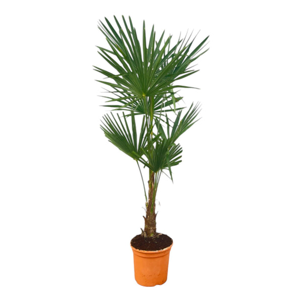 Palmier de Chine - Trachycarpus fortunei