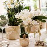 Orchidée Phalaenopsis blanche Botanic Nazaré - pot Ø9 cm