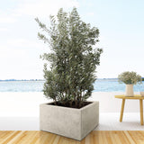 Olivier buisson - Olea europaea - H 225 cm, pot Ø50 cm