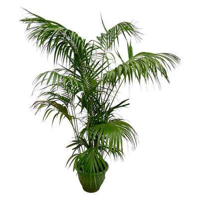 Kentia Palm XXL - 260cm - ø35