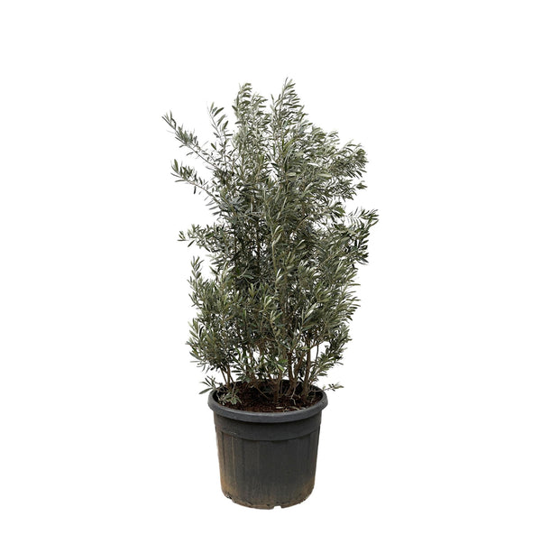 Olivier buisson - Olea europaea