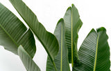 Strelitzia Augusta multi-tronc