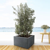 Olivier buisson - Olea europaea - H 225 cm, pot Ø50 cm