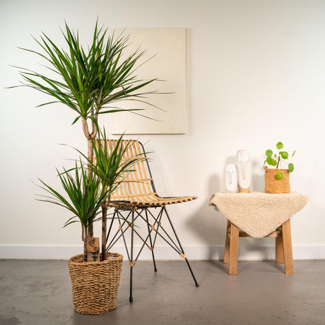 Livraison plante - Dracaena et son panier naturel - h120cm, Ø21cm - très grande plante d'intérieur