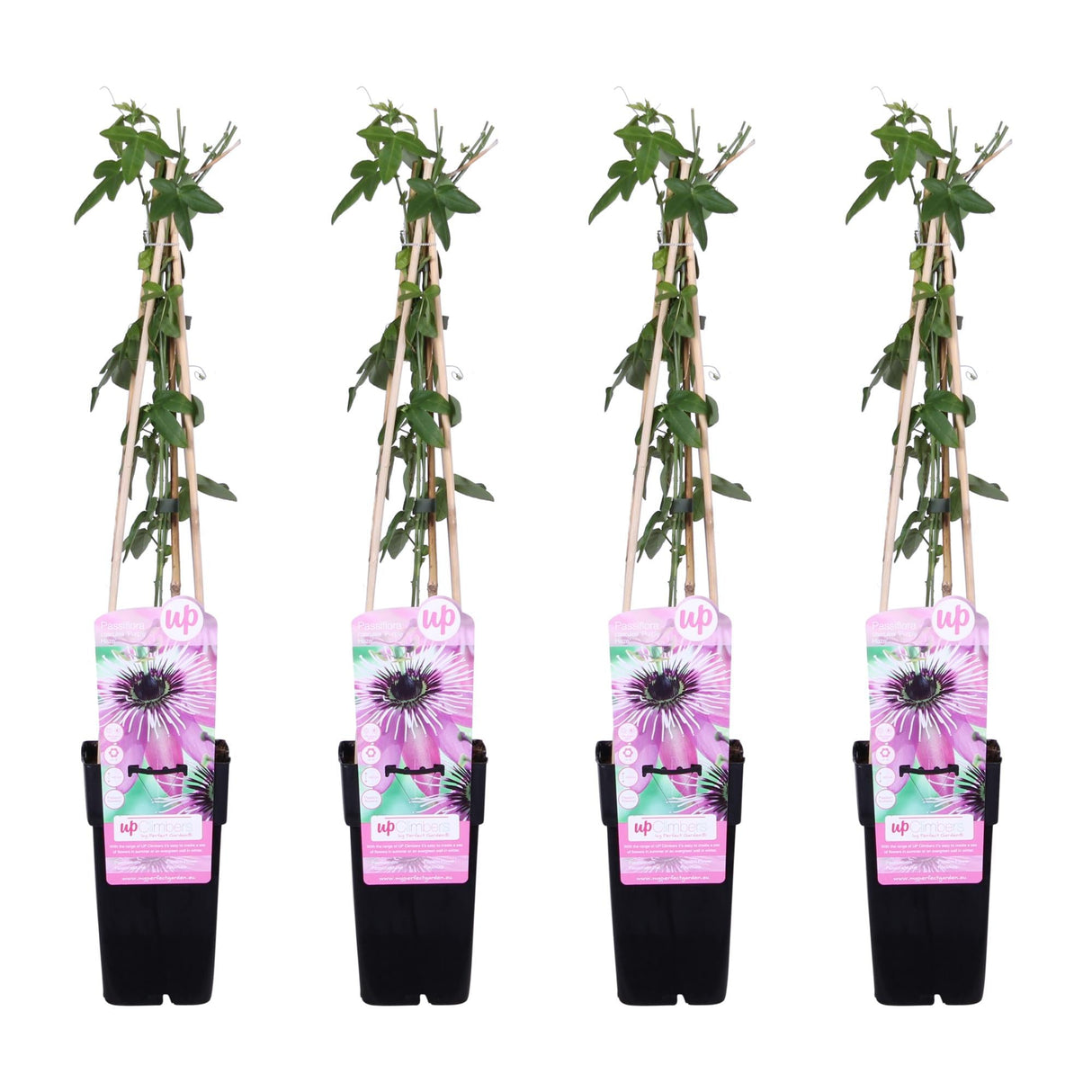 Livraison plante - Passiflore 'Purple Haze' lot de 4 - ↨65cm - Ø15 - plante fleurie grimpante