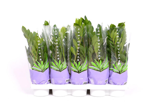 Zamioculcas 35